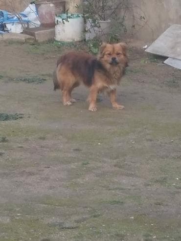 qaz balasi nece gune cixir: Pekines, 1 il, Erkek — 2