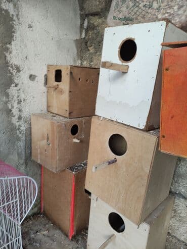 Şampunlar: Qəfəslər quslar qəfəslər 20-30 Azn valnist quslar 12-14-15 Azn korella — 2