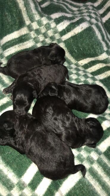 1 ay, Dişi, Ünvandan götürmə