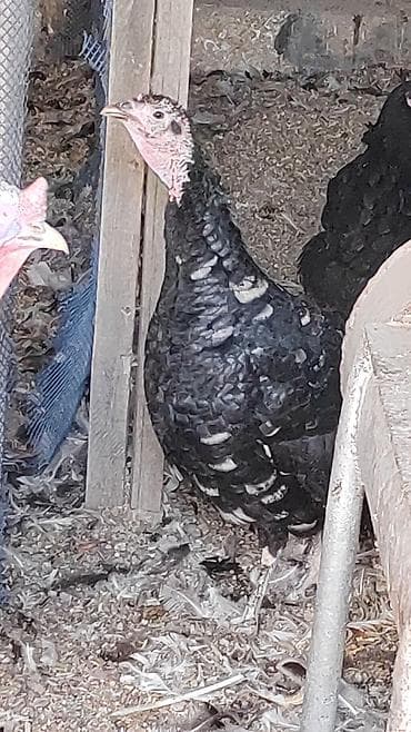 Məhsul: Hinduşka sürüsü Təsvir: - Fərqli rəngli və naxışlı