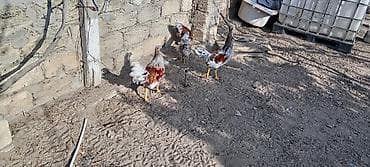 Птицы: Курица, Для разведения — 7