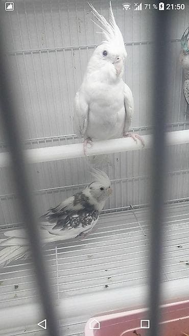 ingilis setteri it cinsi: Yanaqsız karellalar var satışda 100-300 aznə qədər qiymət dəyişir bala — 7