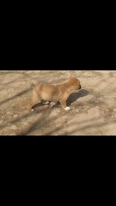 dele heyvan: Qurdbasar, Erkek — 1