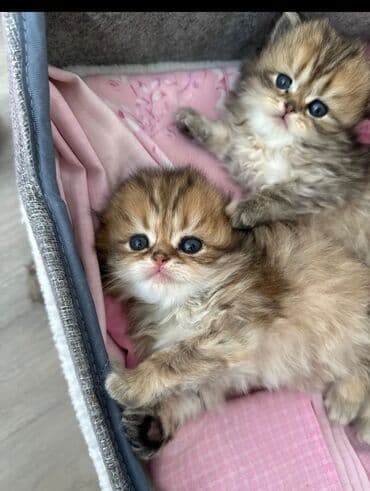 col dovsani satilir: Şotland, Erkək, Dişi, Yaxşı əllərə, Ünvandan götürmə, Pulsuz çatdırılma, Ödənişli çatdırılma — 8