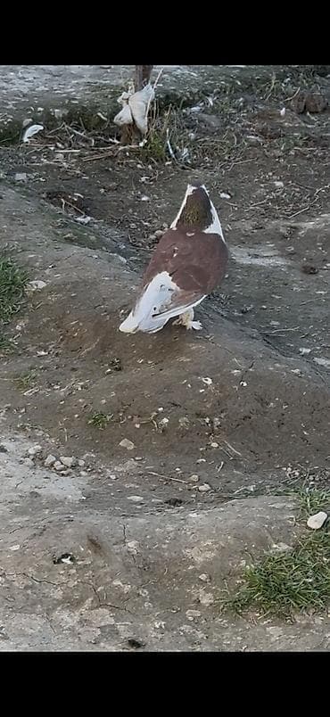 hamster satış: Qirmizi Qizgin erkey delfin satilir ciddi alicilar yazsin — 4