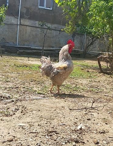 Xoruz tam sağlamdır