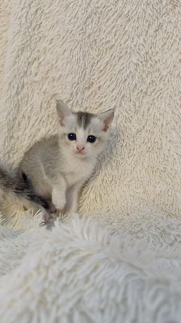 pişik eşyaları: Şinşilla, Erkək, Dişi — 1