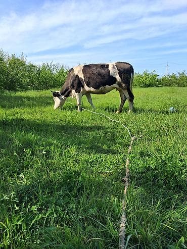 inekler ucar: Dişi, il: 8, Südlük, Ünvandan götürmə — 3