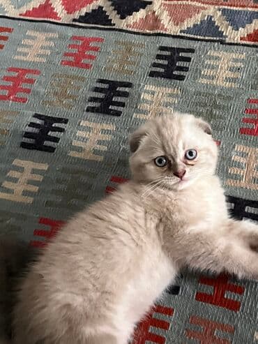 шотландская вислоухая кошка цена в баку: Şotland yastı qulaq, Erkək, Dişi, Ünvandan götürmə — 4