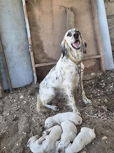 it satiwi: İngilis Setter balaları - Cins: İngilis Setter (ov iti tipli) - Ana — 2