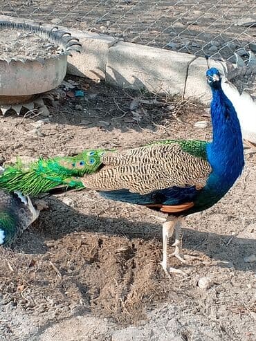 cins buzovlar: Məhsul: Təbiət guşəsi və ya fərdi təsərrüfat üçün tovuz quşları (1 — 1