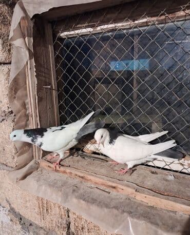 Audi: Məhsul: Qəbələli/xallı ev göyərçinləri (cütlüklər) Təsvir: - — 1