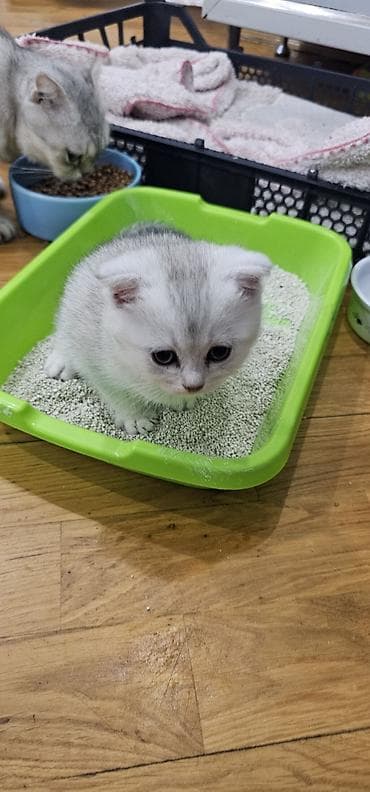 Pişiklər: Britan yastı qulaq, Erkək, Dişi, Yaxşı əllərə, Ünvandan götürmə, Ödənişli çatdırılma — 3