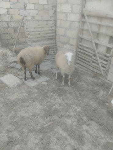 heyvan satisi: Quzu, Erkək, ay: 1, Ətlik — 3