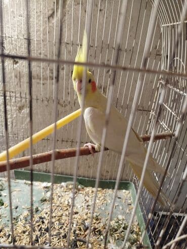 hazır inşalar: Tam sağlam quşlardır.1i tam hazir mayadir — 2