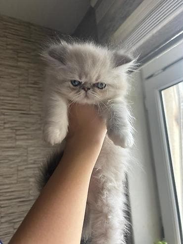 fars pişiyi: Fars — 7