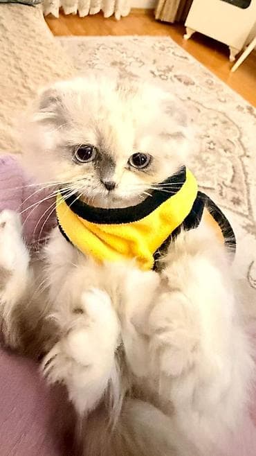 sinsilla pisik: Ev heyvanları üçün sarı rəngli geyim – kiçik ölçü - Model — 1