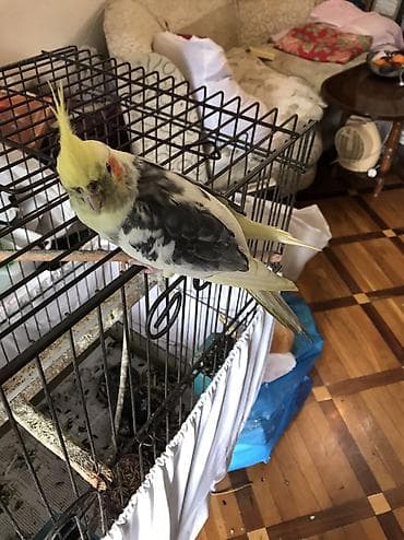 heyvanlar quşlar: Cutu 80 m, real aliciyla razilashmaq olar, tek tekde satilir, ag — 5