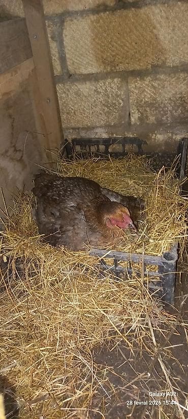 3 heyratı toyuq kurt yatıb.Martın 17 si çıxış olacaq inşallah.Super lalafo.az -da 3 heyratı toyuq kurt yatıb.Martın 17 si çıxış olacaq inşallah.Super