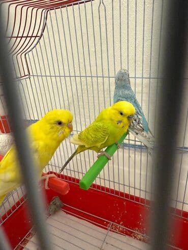 it bazari 2021: Tutuquşular 7 aylıqdır. Özüm saxlamışam tam sağlamdırlar. 2 dişi biri — 1