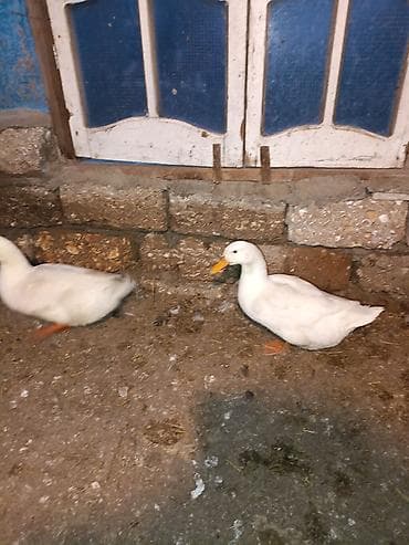 kayuqa ördəyi: Toyuq, Damazlıq — 2