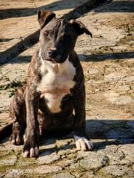 İtlər: Pitbul, 3 ay, Erkek, Peyvəndli, Ünvandan götürmə — 4