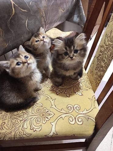 Balaca pişik balaları – yumşaq tüklü, böyük mavi-qəhvəyi gözlü, pələng