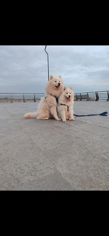 qar qız: Samoyed cinsi balaları satılır erkek dişi var qiymət sondur nəzərinizə — 2
