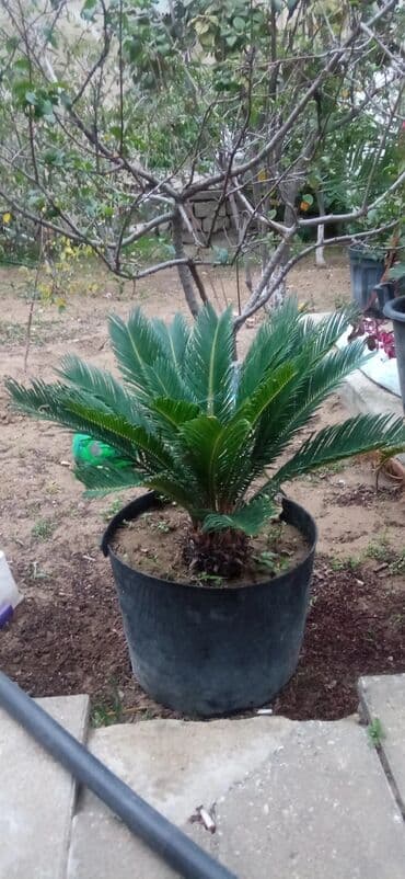 su perisi sekilleri: BİTKİ MERDEKANDADİ . Sago xurması (Cycas revoluta) – iri, bərk — 1