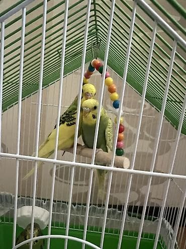 bezekli qoyun sekilleri: Mehebbet qusları 4quş qefesı ve diger aksesuarları ile birge 40azn — 3