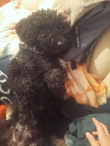 pitbull iti qiymeti: Pudel, 2 il, Dişi, Cütləşmə üçün — 2