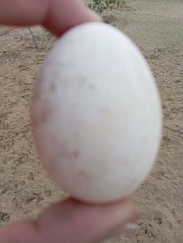 Yumurta: Məhsul: Hind quşu yumurtası mayali — 1