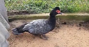 Erkək, | Lal ördək, Damazlıq, Ünvandan götürmə