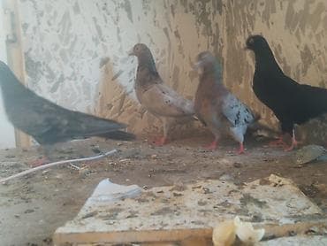 goyərcinler: Salam quwbazlar biler ne quwdu bular. 10 15 manatliq ebrewlerden deyil — 3