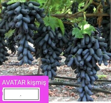 sadə tort şəkilləri: Üzüm tingləri – müxtəlif süfrə sortları Təsvir: - Seçmə süfrə üzüm — 1