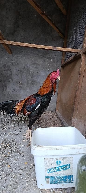 С/х животные и товары: Петух, лет: 1 — 1