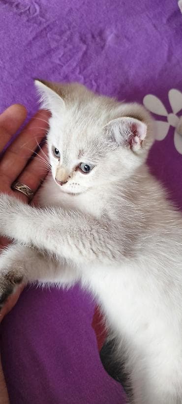 silver şinşila: Şinşilla, Erkək, Yaxşı əllərə, Ünvandan götürmə, Ödənişli çatdırılma — 10