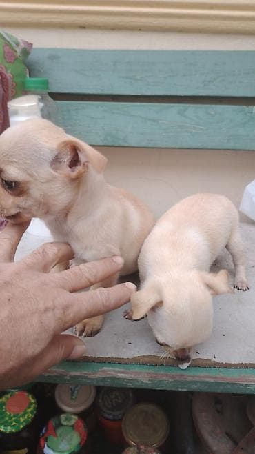 Çixuahua, 2 ay, Dişi, Sənədli, Ünvandan götürmə