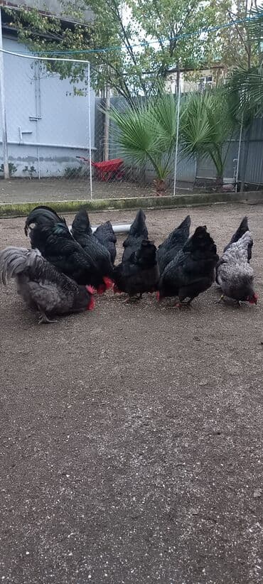 Akvariumlar: Avstrolob yumurtası və cucəsi sifariş olnur sifariş qabagcadan — 8