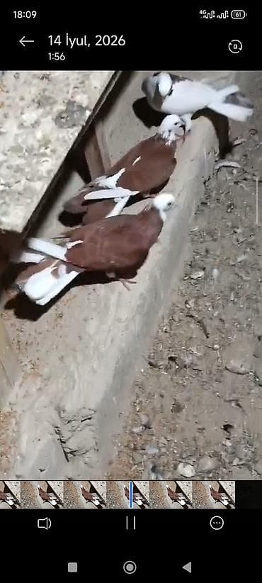 ucuz quslar: Hazır cutduler bala alinib .cütü 80;manat video var ireal aliciya — 2