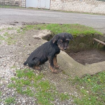 xasqi itler: Peyvəndli — 2