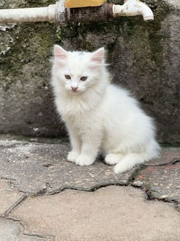 сколько стоит котенок: Şotland pişik və balaları Ana və 2 balası Balalarin hər biri 50 azn — 2