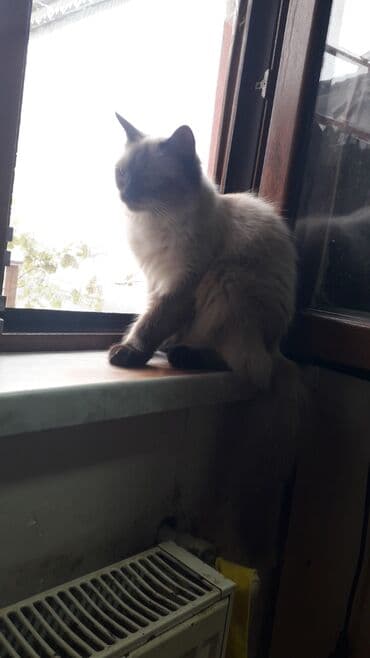 pişik şəkili: Siam — 4