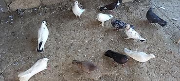 Hamısı birlikdə satilir