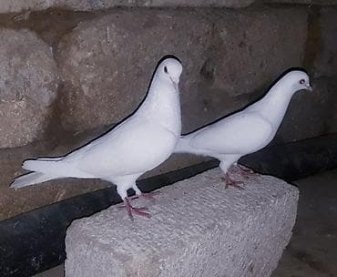 göyerçin yuvası: 20 gun olar binanın üsde QALİR. qalxır toz kimi batır yerin tapmır — 4