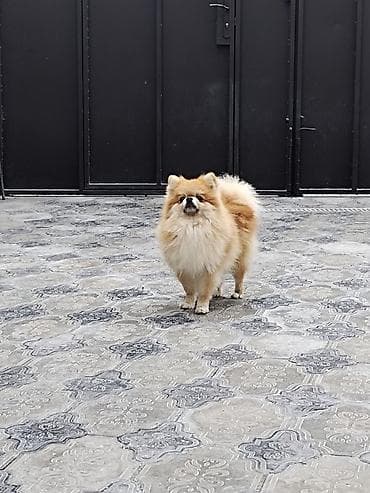 alman itleri: Şpitz — 5