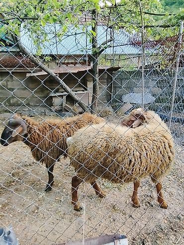 ordek yumurtası satışı: Salam aleykum 2 baş qoyun satılır sağlam hayvanlardı vaxdı vaxdında — 5