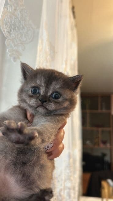 İtlər: Şotland yastı qulaq, Dişi, Yaxşı əllərə, Ünvandan götürmə — 6