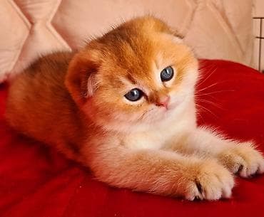 Шотладская вислоухая