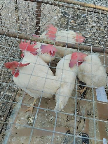 kend toyugu: Toyuq, Broyler, Ətlik — 3